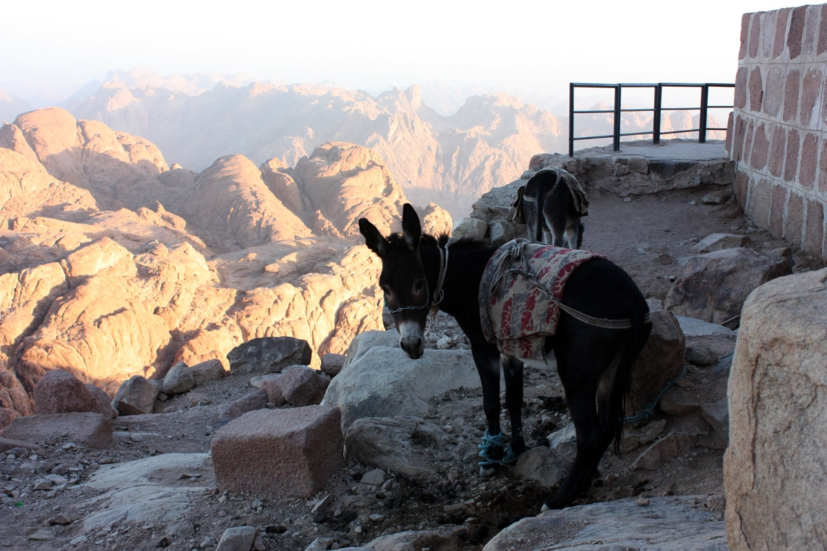 62. Egypt. Mount Sinai. View from the summit.