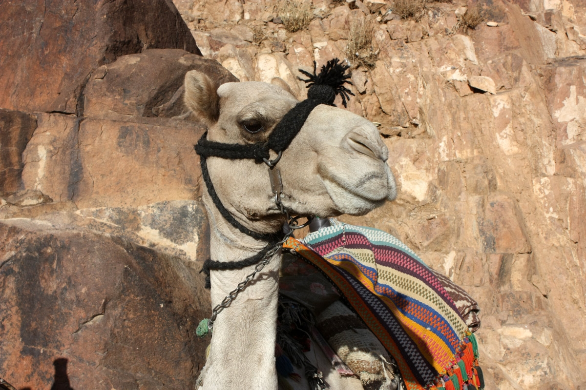 70. Egypt. Mount Sinai. Camel.