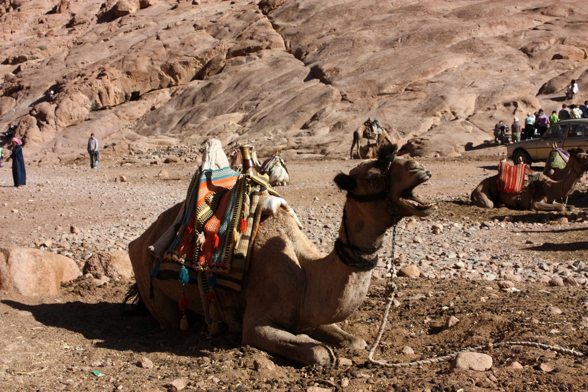 80. Egypt. Mount Sinai. Camel.