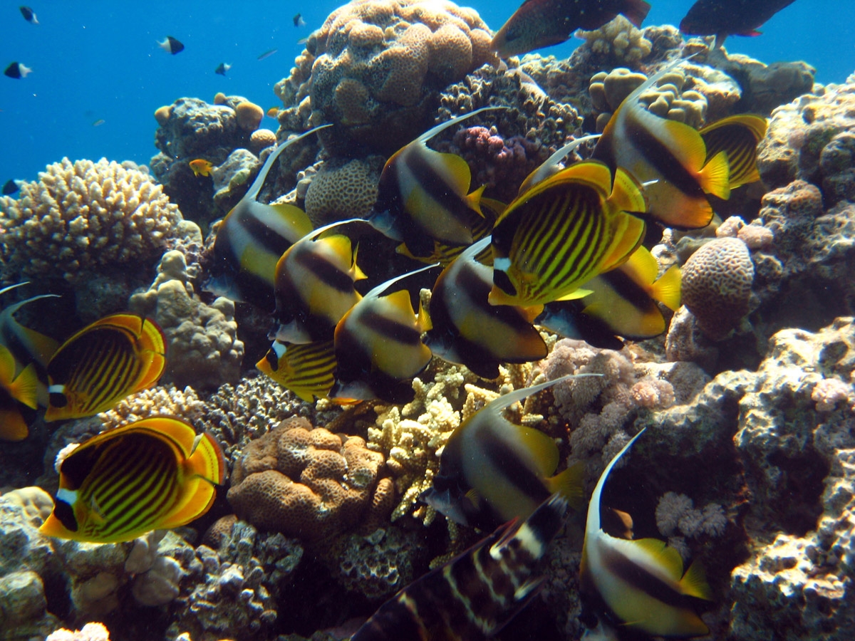 Diagonal Butterflyfish and Red Sea bannerfish