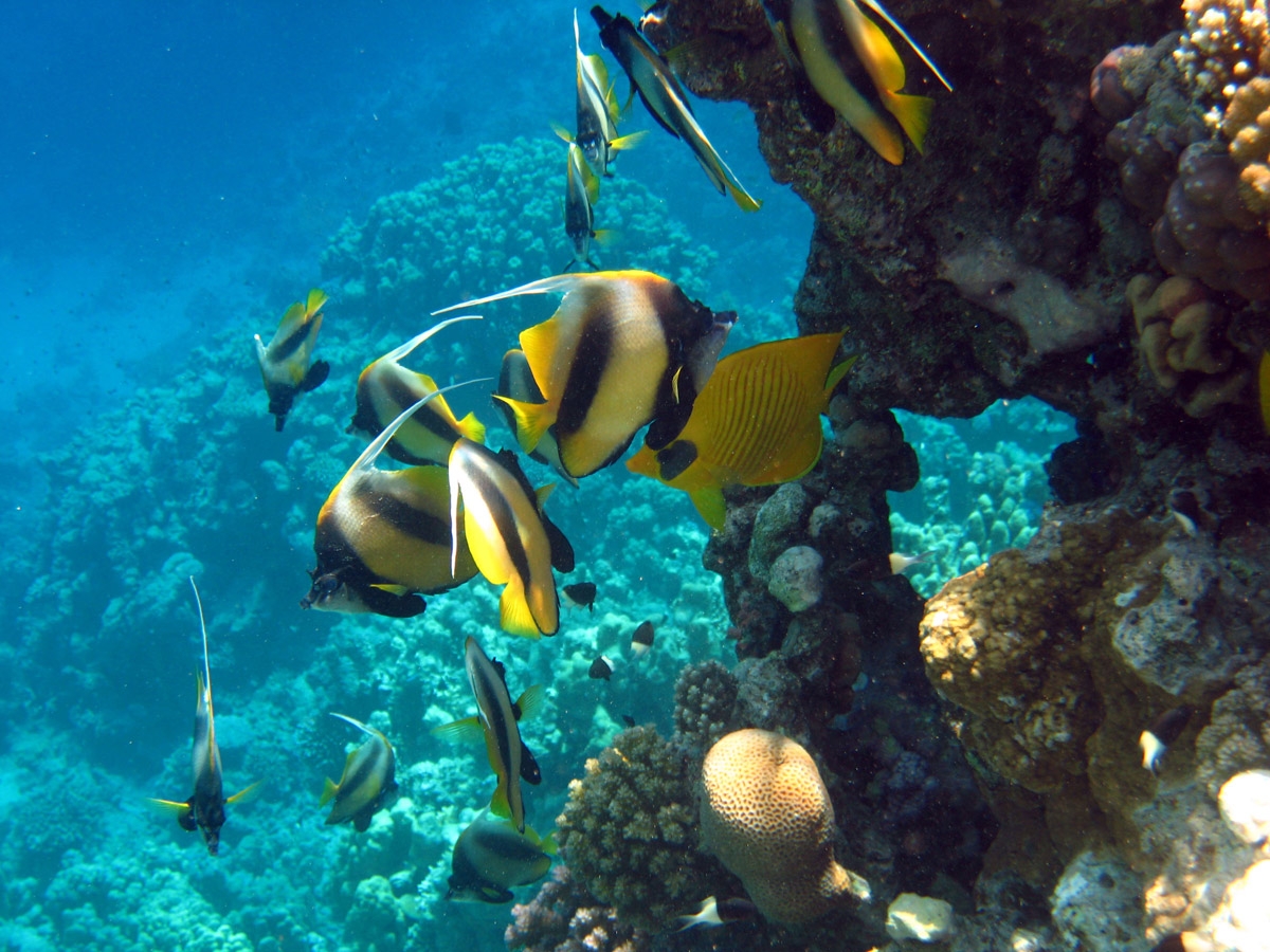 Red Sea bannerfish and Masked Butterflyfish