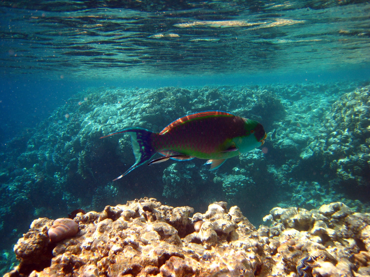 Parotfish