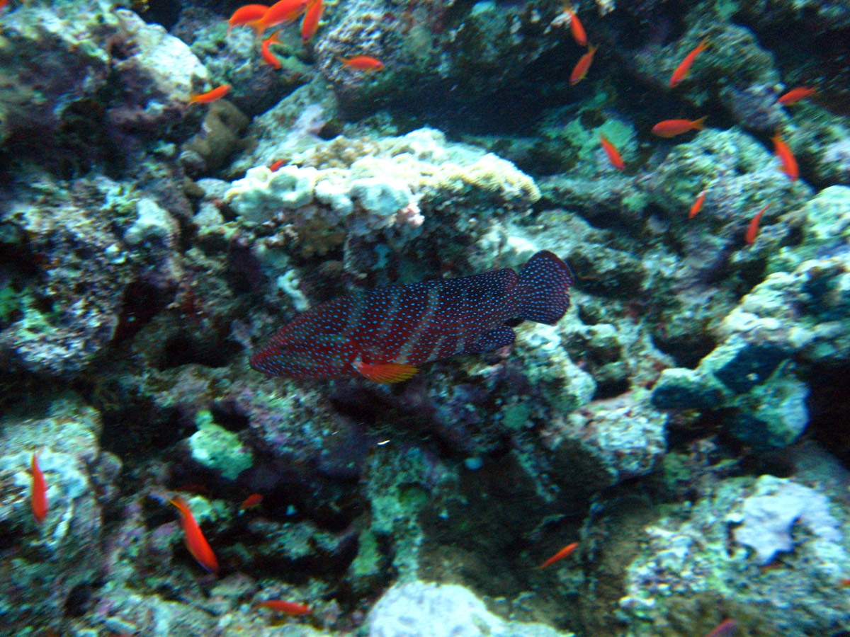 Red sea grouper