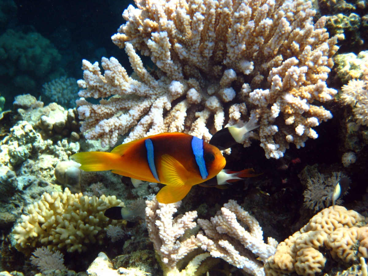 Red Sea clownfish and Half and half chromis