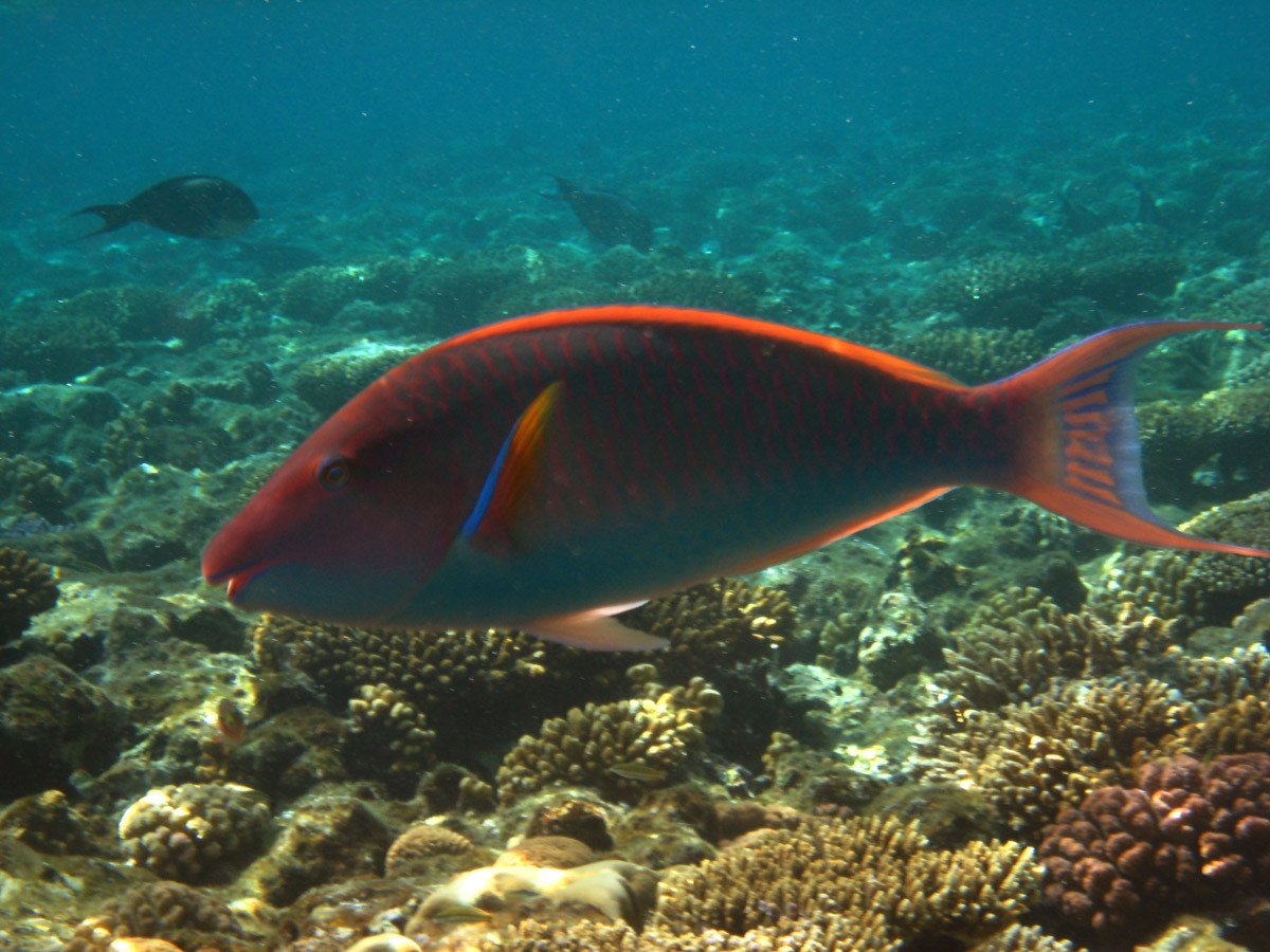 Longnose parrotfish