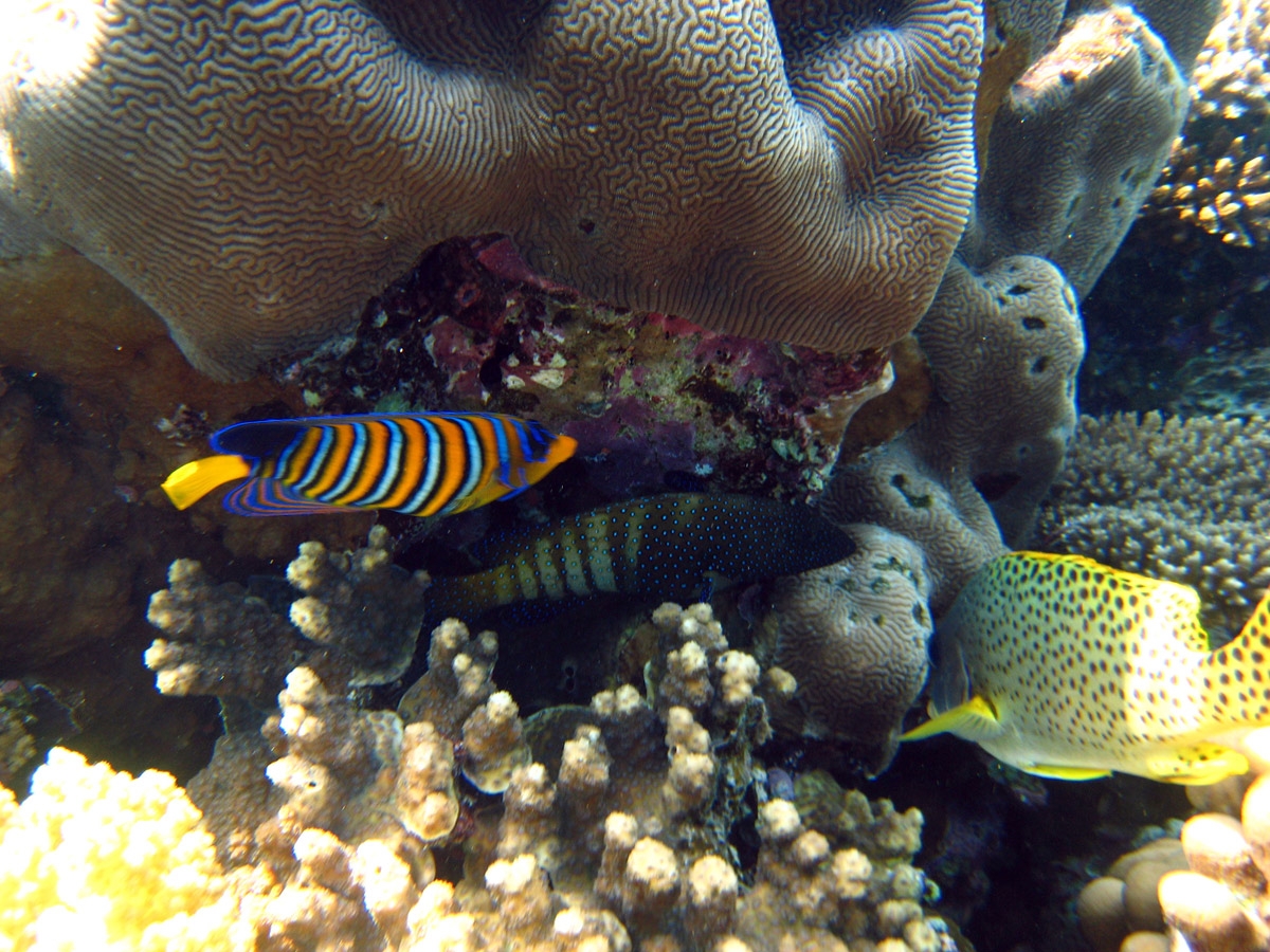 Regal angelfish, Peacock grouper, Black-spottet sweetlip