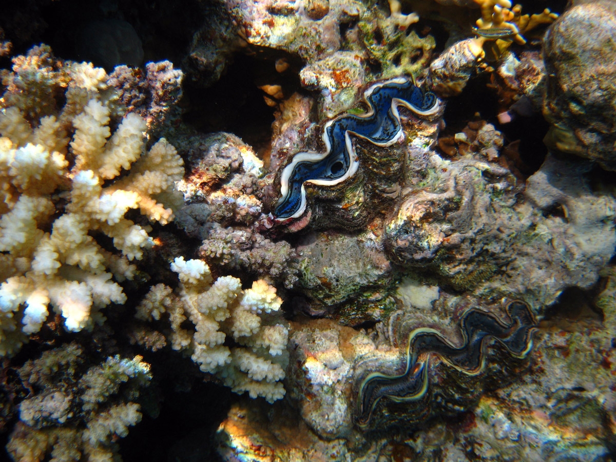 Common giant clam