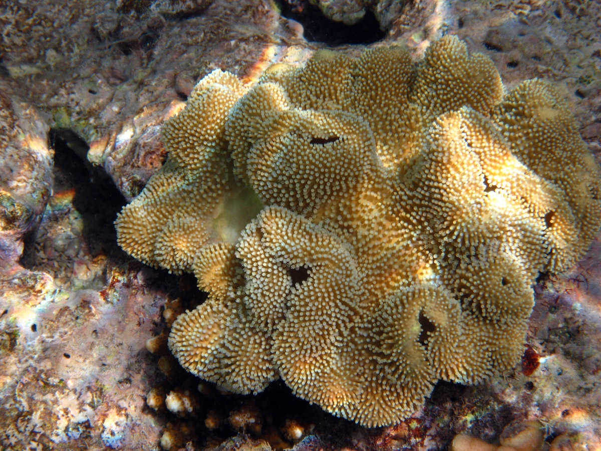 Rough leather coral