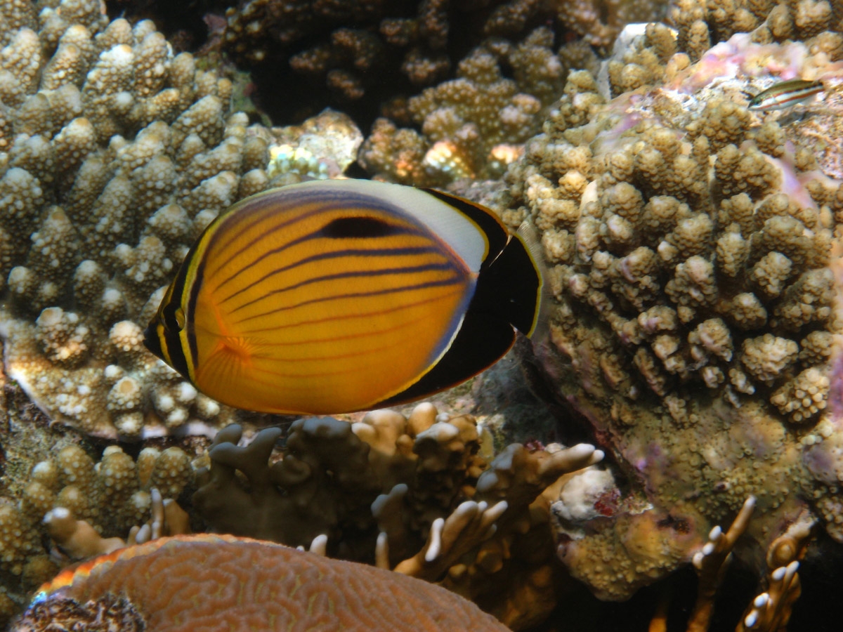 Black-tailed Butterflyfish