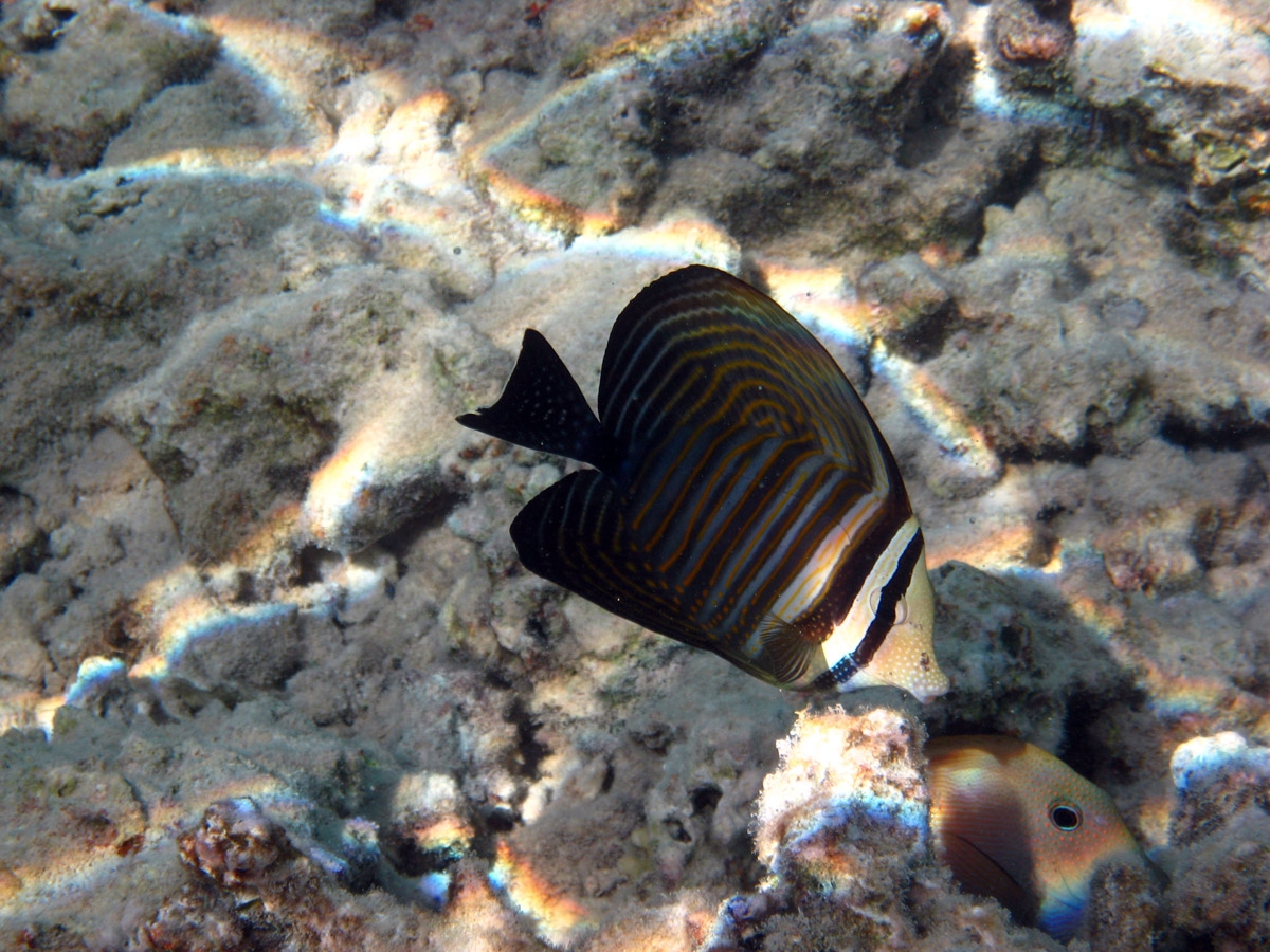 Red Sea sailfin tang